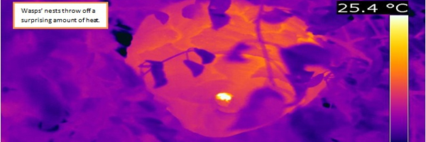 Wasp nest behind a wall that can be seen with an infrared camera. 